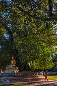 Luang Prabang, Laos. Wat Aham, banyan trees in the temple grounds believed to house the guardian spirits of the city.